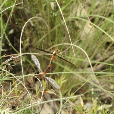 Leptotarsus (Macromastix) sp. (genus & subgenus) (Unidentified Macromastix crane fly) at Bungonia, NSW - 18 Oct 2022 by GlossyGal