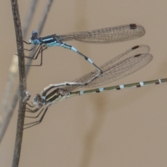 Austrolestes leda (Wandering Ringtail) at McQuoids Hill - 19 Oct 2022 by SWishart