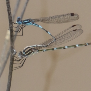 Austrolestes leda at Stromlo, ACT - 19 Oct 2022 02:43 PM