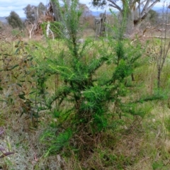 Cassinia aculeata subsp. aculeata (Dolly Bush, Common Cassinia, Dogwood) at Molonglo River Reserve - 19 Oct 2022 by Kurt