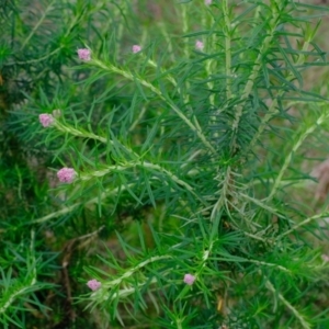 Cassinia aculeata subsp. aculeata at Molonglo Valley, ACT - 19 Oct 2022 01:21 PM