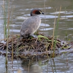 Tachybaptus novaehollandiae (Australasian Grebe) at Molonglo River Reserve - 19 Oct 2022 by Kurt