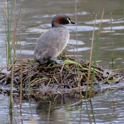 Tachybaptus novaehollandiae (Australasian Grebe) at Kama - 19 Oct 2022 by Kurt