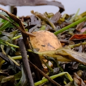 Tachybaptus novaehollandiae at Molonglo Valley, ACT - 19 Oct 2022 02:15 PM