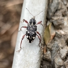 Aoplocnemis sp. (genus) (A weevil) at Burradoo - 16 Oct 2022 by GlossyGal