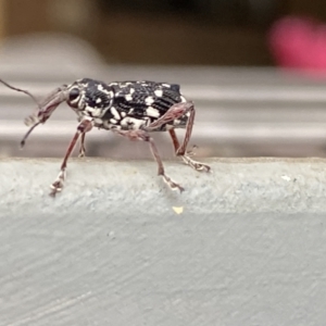 Aoplocnemis sp. (genus) at Burradoo, NSW - suppressed