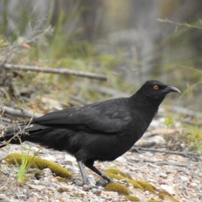 Corcorax melanorhamphos (White-winged Chough) at Bungonia National Park - 18 Oct 2022 by GlossyGal