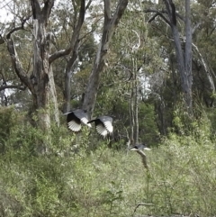 Corcorax melanorhamphos at Bungonia, NSW - 18 Oct 2022 12:46 PM