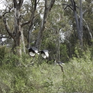 Corcorax melanorhamphos at Bungonia, NSW - 18 Oct 2022