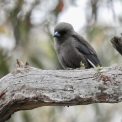 Artamus cyanopterus cyanopterus (Dusky Woodswallow) at Bungonia National Park - 18 Oct 2022 by GlossyGal