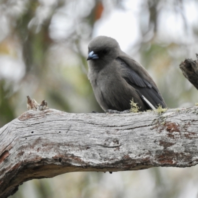 Artamus cyanopterus cyanopterus (Dusky Woodswallow) at Bungonia, NSW - 18 Oct 2022 by GlossyGal