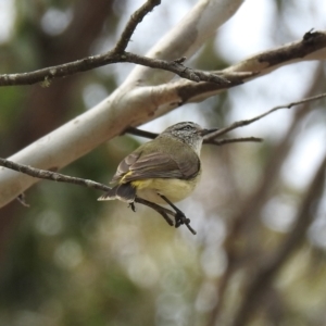 Acanthiza chrysorrhoa at Bungonia, NSW - 18 Oct 2022