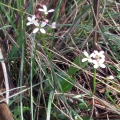 Cardamine sp. (Bittercress) at Booth, ACT - 11 Oct 2022 by sangio7