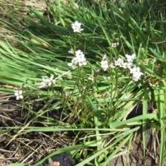 Cardamine sp. at Booth, ACT - 11 Oct 2022