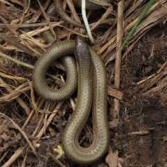 Delma impar (Striped Legless-lizard) at Budjan Galindji (Franklin Grassland) Reserve - 19 Oct 2022 by AndyRoo