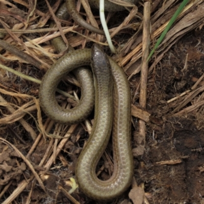 Delma impar (Striped Legless-lizard) at Budjan Galindji (Franklin Grassland) Reserve - 19 Oct 2022 by AndyRoo