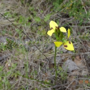 Diuris sulphurea at Tennent, ACT - 17 Oct 2022