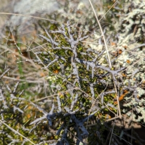 Melicytus angustifolius subsp. divaricatus at Maffra, NSW - 19 Oct 2022