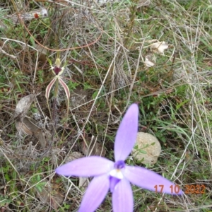 Caladenia atrovespa at Tennent, ACT - 17 Oct 2022