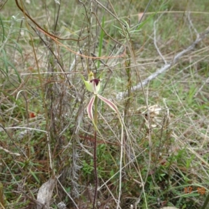 Caladenia atrovespa at Tennent, ACT - 17 Oct 2022