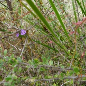 Thysanotus patersonii at Tennent, ACT - 17 Oct 2022
