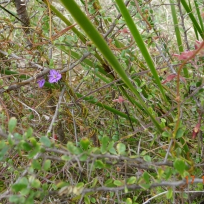 Thysanotus patersonii (Twining Fringe Lily) at Namadgi National Park - 17 Oct 2022 by GirtsO