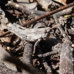 Coryphistes ruricola (Bark-mimicking Grasshopper) at Molonglo Gorge - 17 Oct 2022 by RobG1