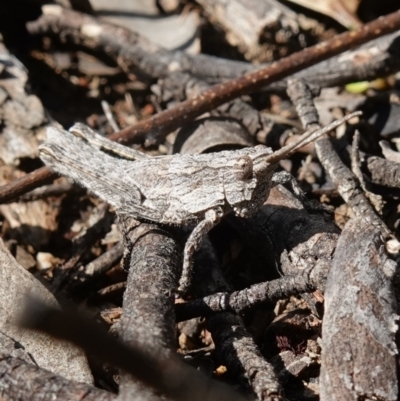 Coryphistes ruricola (Bark-mimicking Grasshopper) at Kowen, ACT - 17 Oct 2022 by RobG1