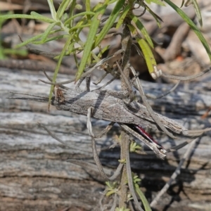 Coryphistes ruricola at Kowen, ACT - 17 Oct 2022 04:02 PM