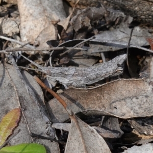 Coryphistes ruricola at Kowen, ACT - 17 Oct 2022 04:02 PM