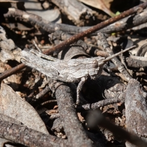 Coryphistes ruricola at Kowen, ACT - 17 Oct 2022 04:02 PM