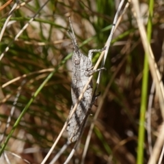 Coryphistes ruricola at Kowen, ACT - 17 Oct 2022 04:02 PM