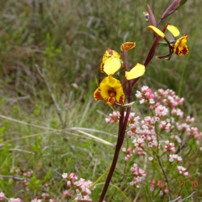 Diuris semilunulata (Late Leopard Orchid) at Tennent, ACT - 17 Oct 2022 by GirtsO