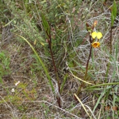 Diuris semilunulata (Late Leopard Orchid) at Tennent, ACT - 17 Oct 2022 by GirtsO