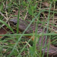 Notechis scutatus (Tiger Snake) at Lake George, NSW - 16 Oct 2022 by AndyRoo