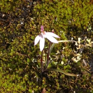 Caladenia fuscata at Tennent, ACT - 17 Oct 2022