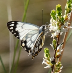 Belenois java (Caper White) at Molonglo Gorge - 17 Oct 2022 by RobG1