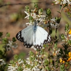 Belenois java at Kowen, ACT - 17 Oct 2022