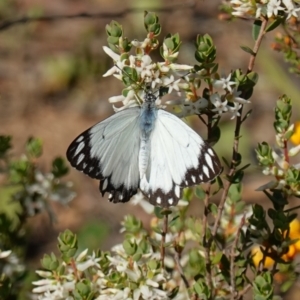 Belenois java at Kowen, ACT - 17 Oct 2022 04:51 PM