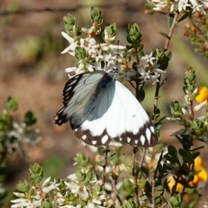 Belenois java at Kowen, ACT - 17 Oct 2022 04:51 PM