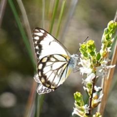 Belenois java at Kowen, ACT - 17 Oct 2022 04:51 PM