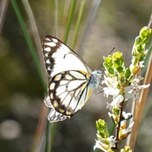 Belenois java at Kowen, ACT - 17 Oct 2022 04:51 PM