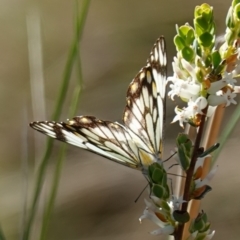 Belenois java at Kowen, ACT - 17 Oct 2022 04:51 PM