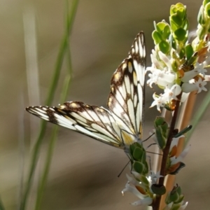 Belenois java at Kowen, ACT - 17 Oct 2022 04:51 PM