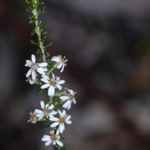 Olearia microphylla at Penrose, NSW - suppressed