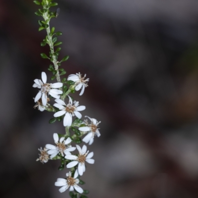 Olearia microphylla (Olearia) at Wingecarribee Local Government Area - 12 Oct 2022 by Aussiegall