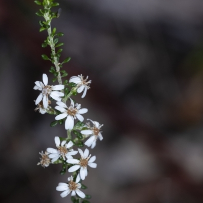 Olearia microphylla (Olearia) at Penrose - 12 Oct 2022 by Aussiegall