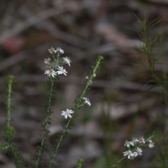 Olearia microphylla at Penrose, NSW - suppressed