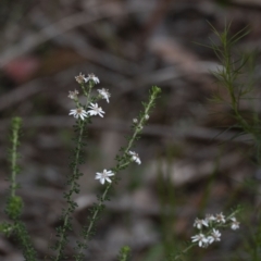 Olearia microphylla at Penrose, NSW - 12 Oct 2022