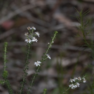 Olearia microphylla at Penrose, NSW - 12 Oct 2022